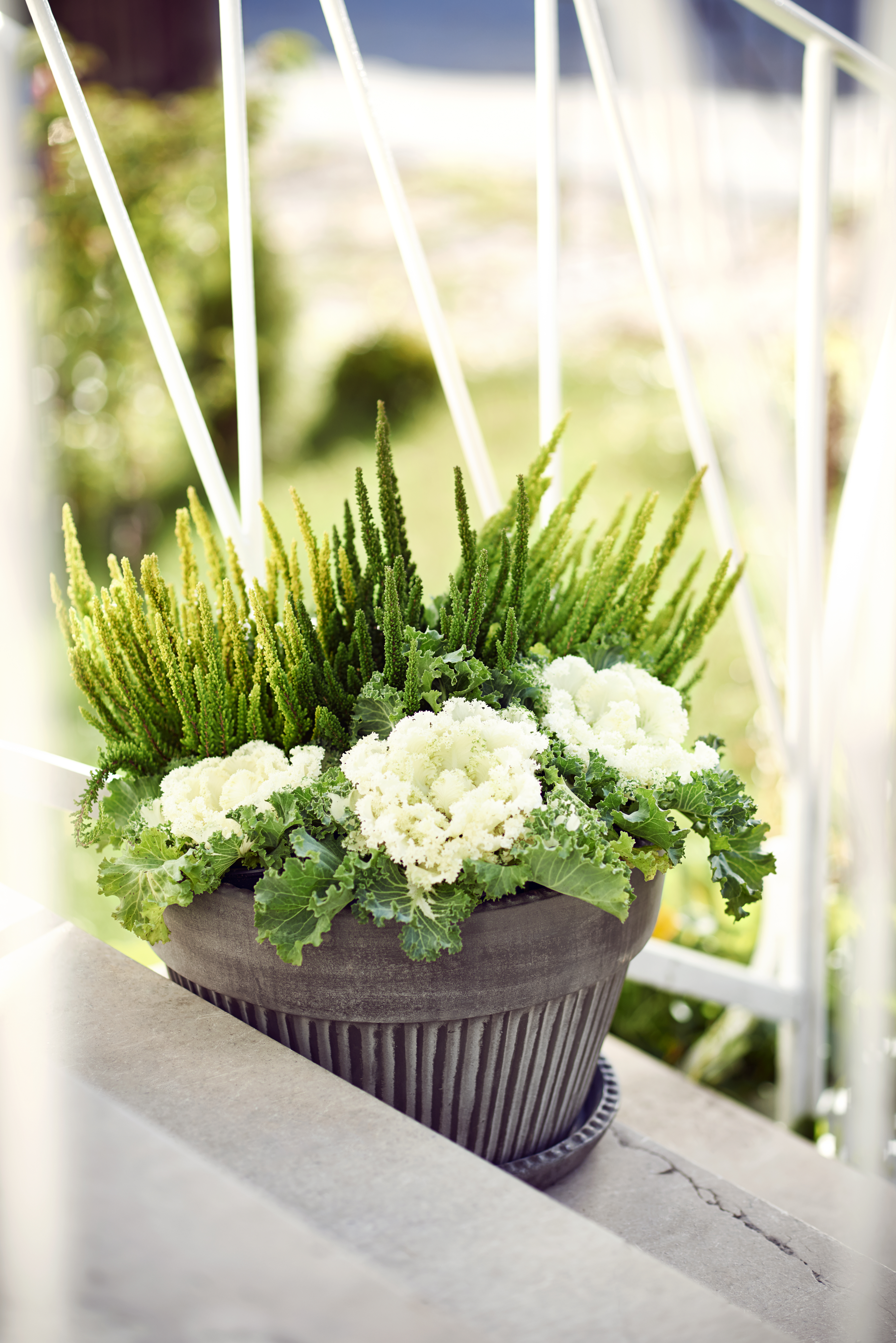 Calluna 'Skyline' 10,5 cm