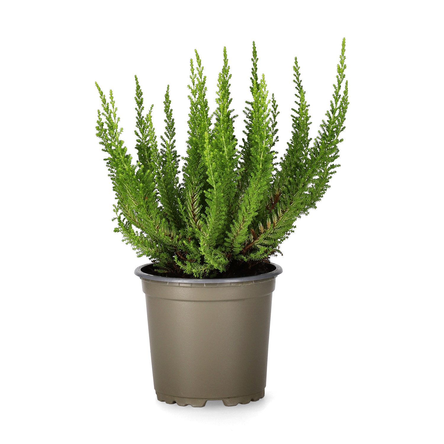 Calluna 'Skyline' 10,5 cm