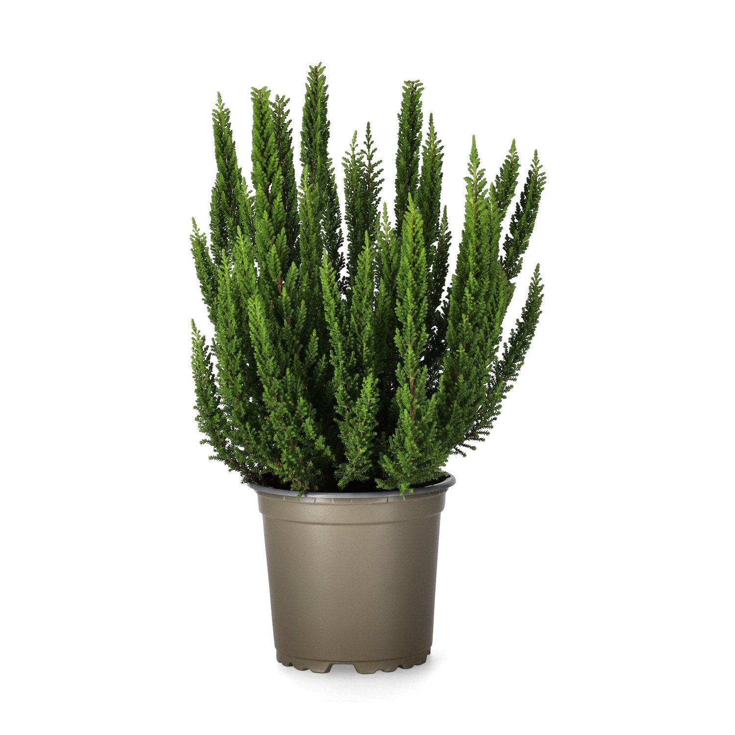 Calluna 'Skyline' 10,5 cm