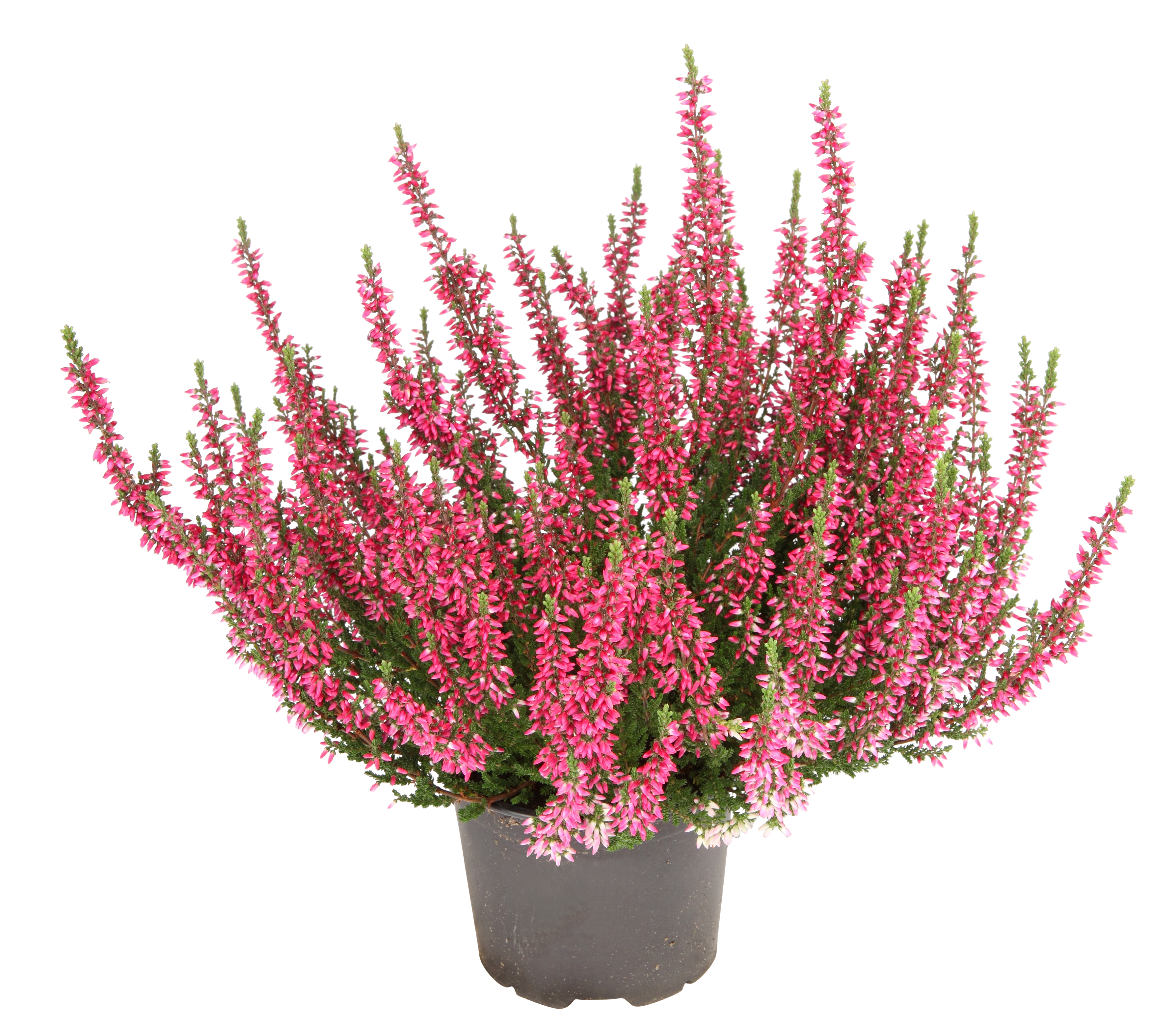 Røsslyng Garden Girls