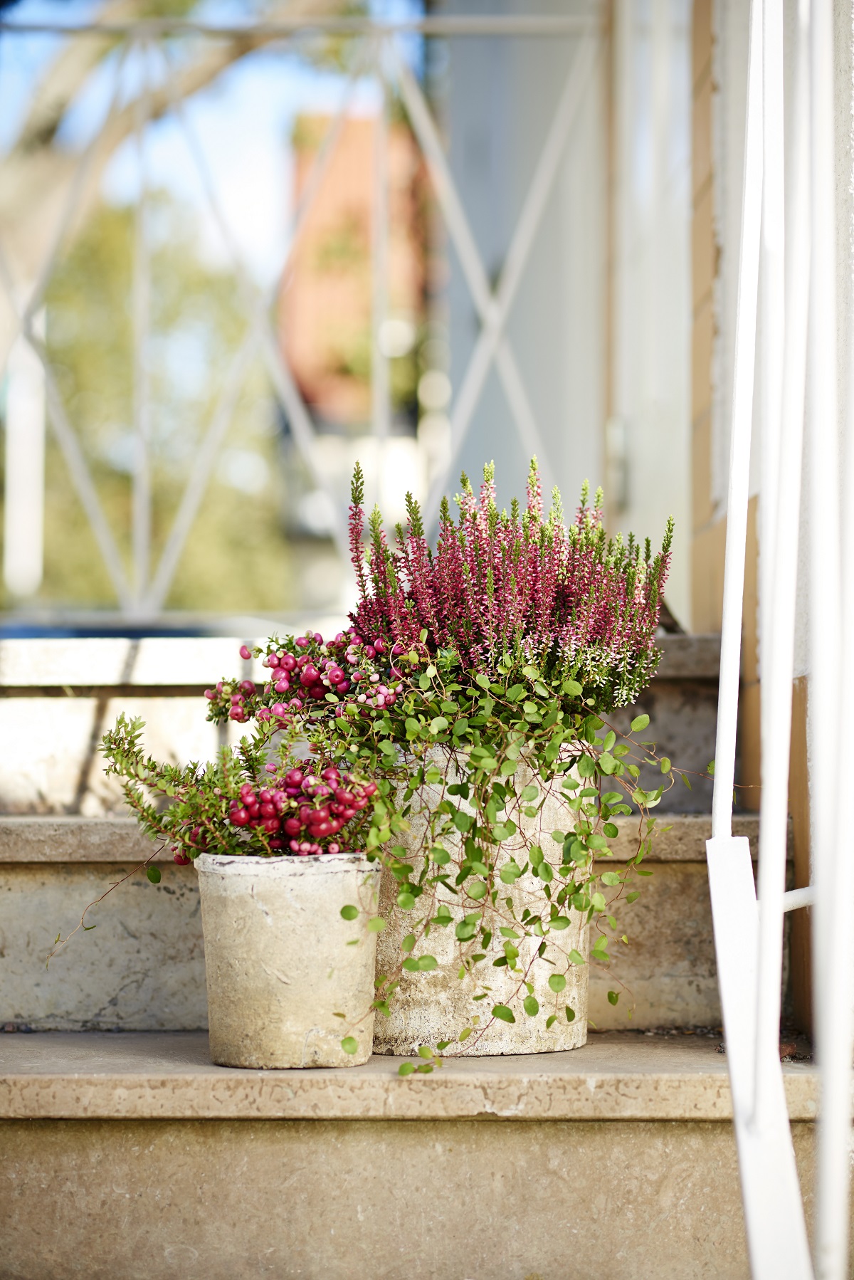Røsslyng Garden Girls