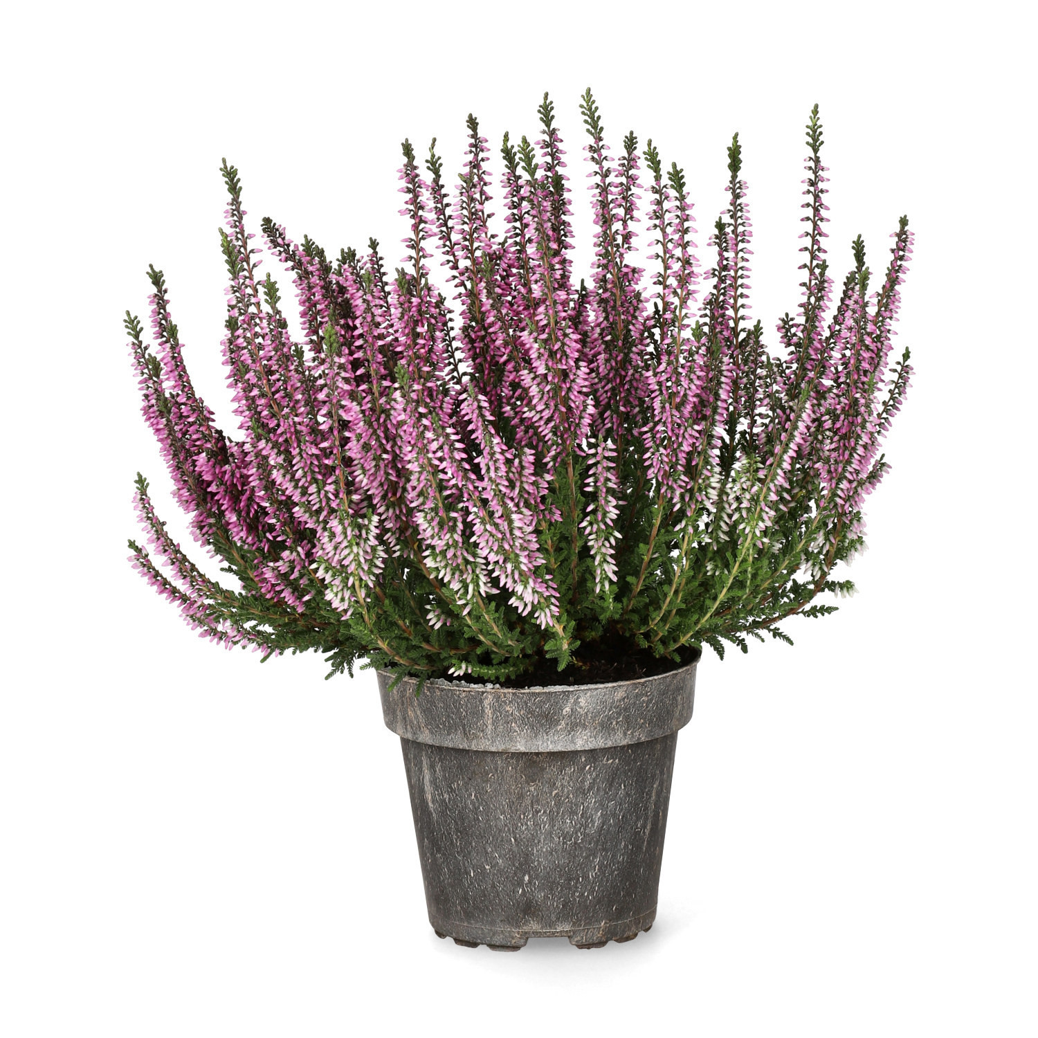 Røsslyng Garden Girls