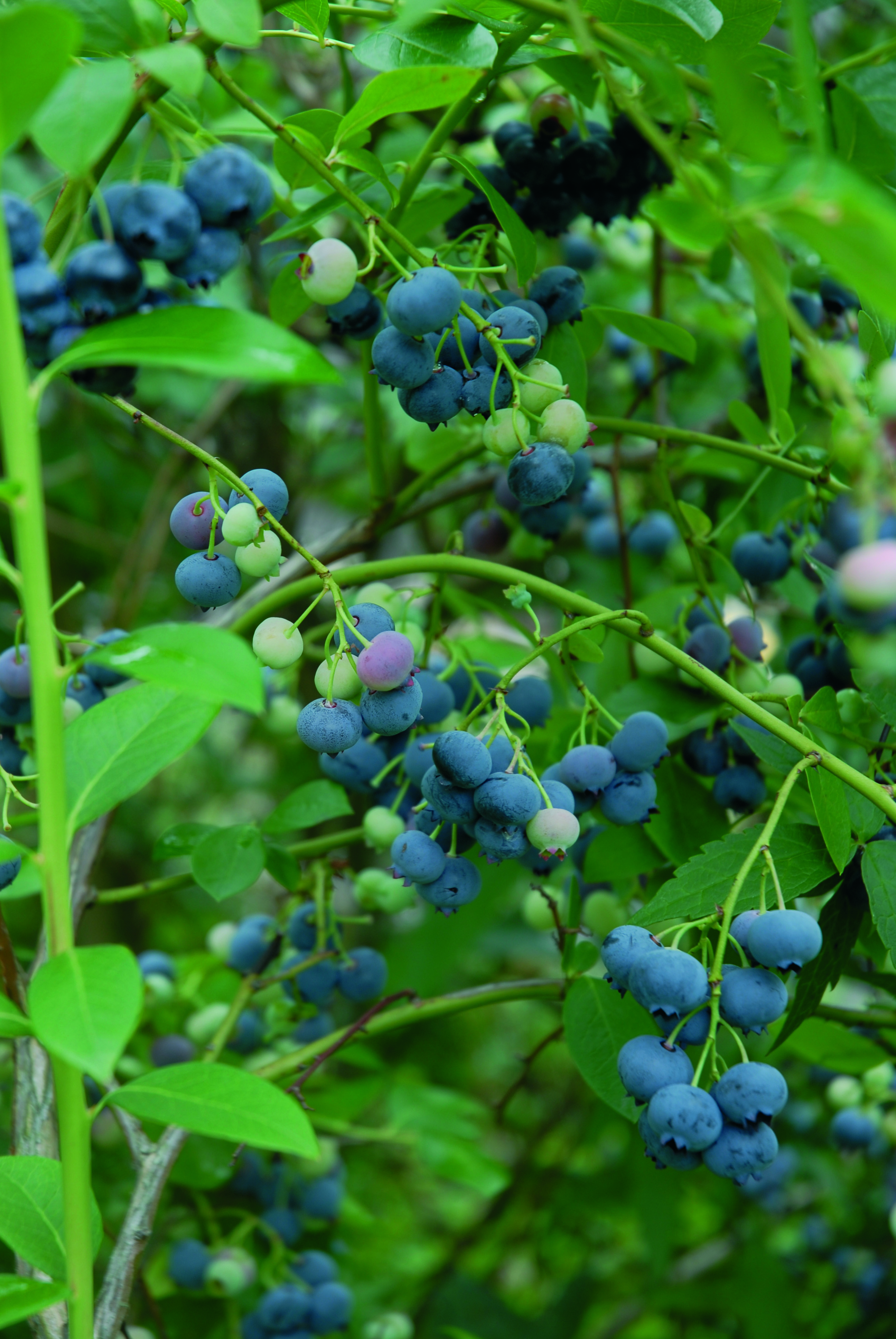 Vaccinium corymbosum 'Patriot' 30-40 17cm
