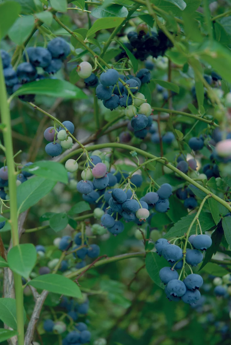 Amerikanskt Blåbär Patriot