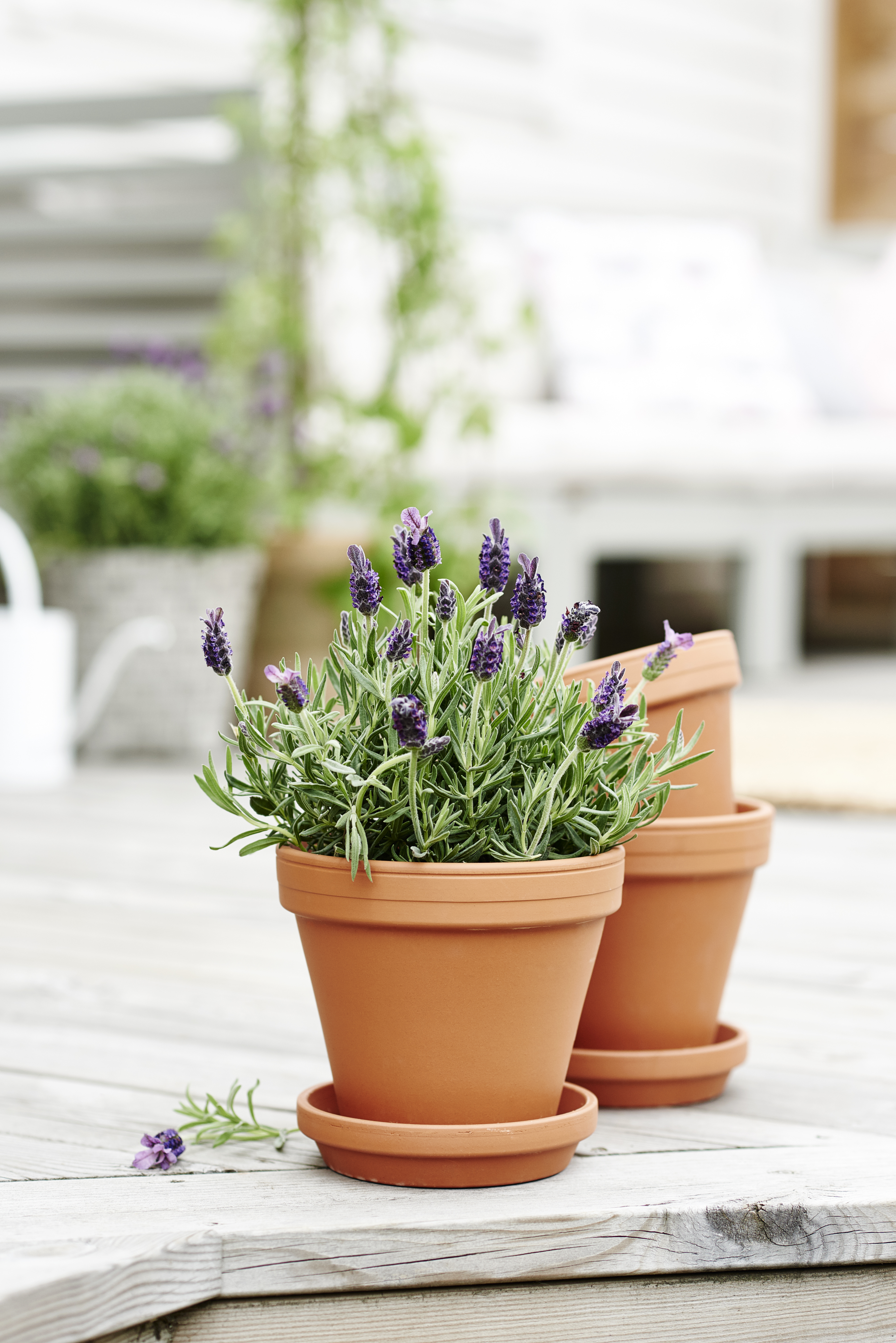 Plant pot D15 terracotta