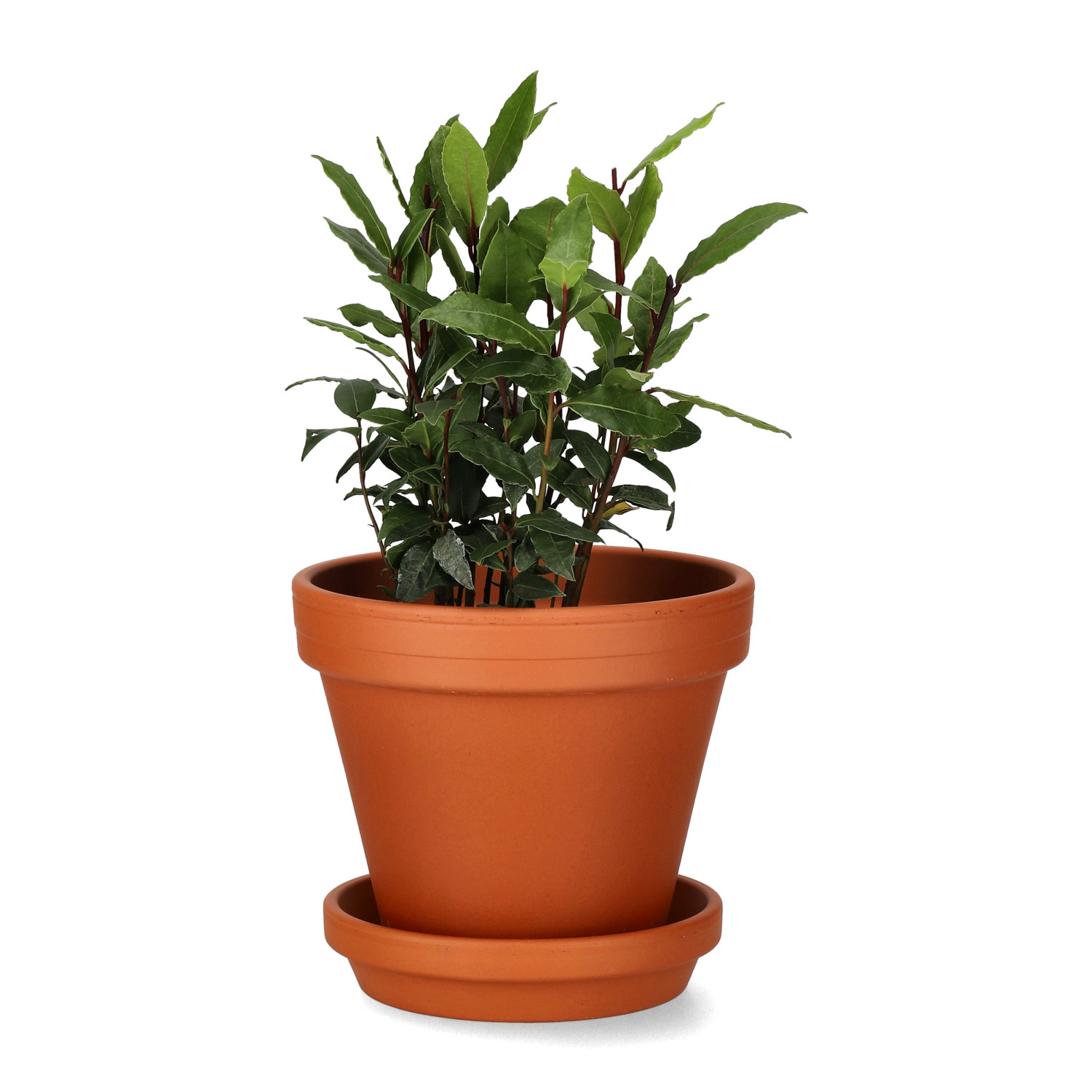 Plant pot D15 terracotta