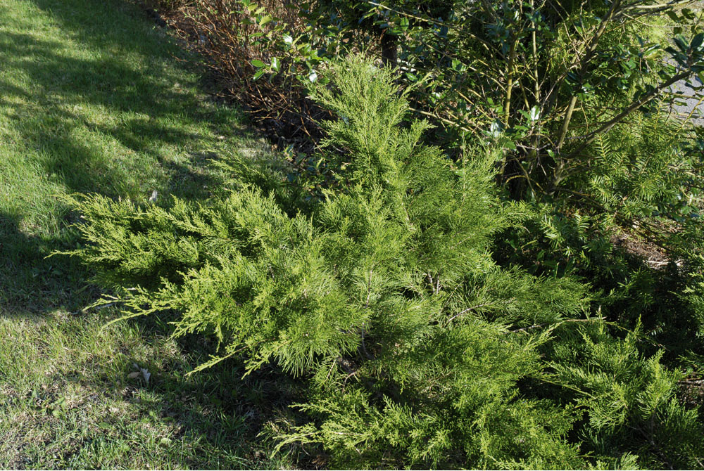 Juniperus x pfitzeriana 'Mint Julep' 25-30cm 17cm
