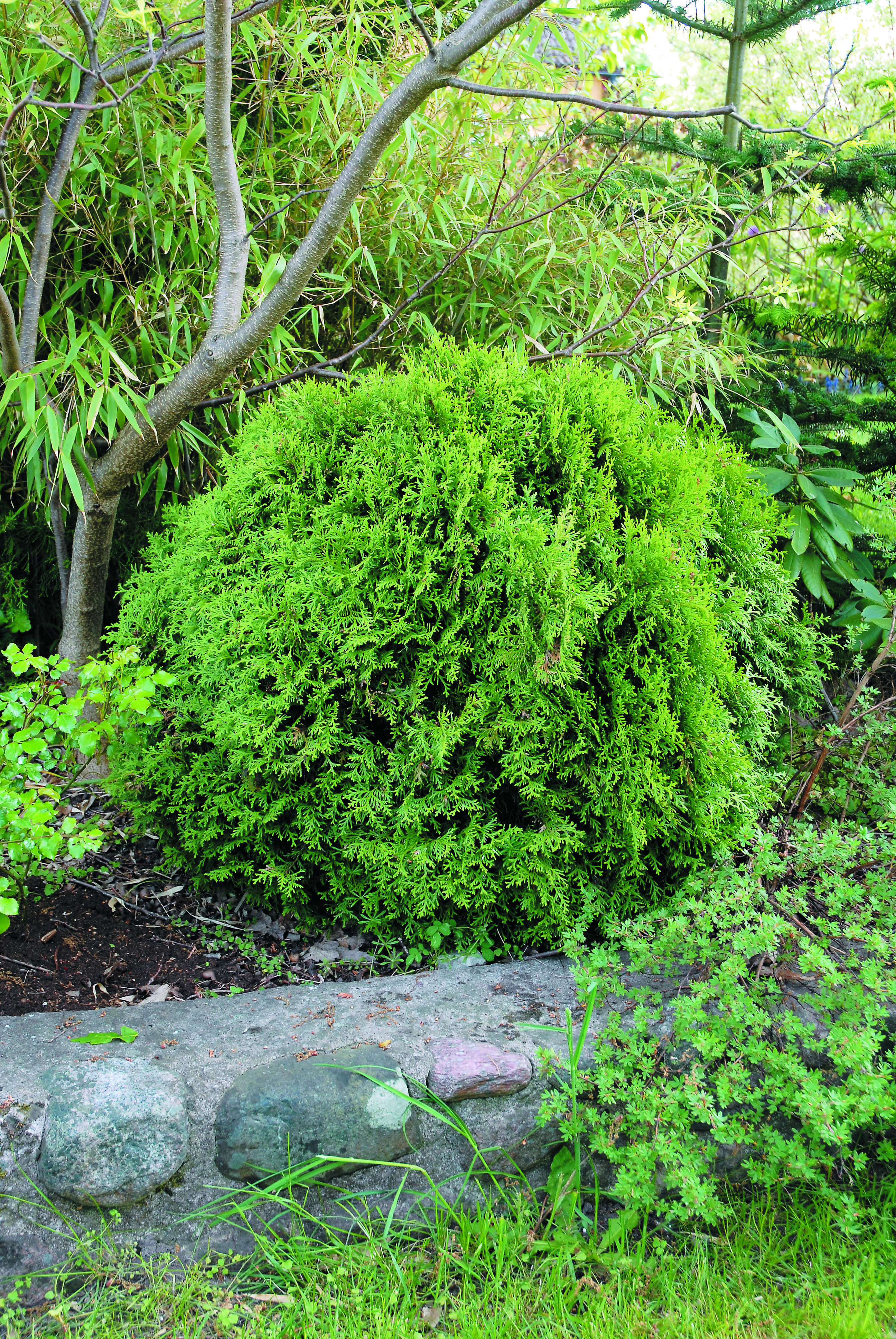 Thuja occidentalis 'Danica' 15-20cm 17cm
