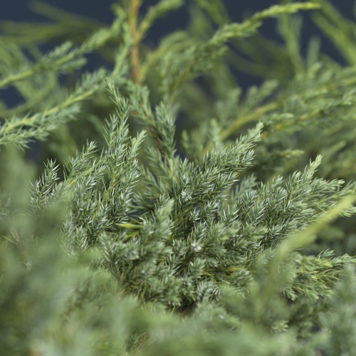 Juniperus squamata 'Blue Carpet' 25-30cm 17cm
