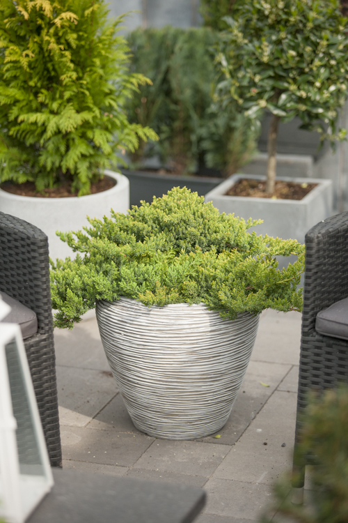 Japansk kryp-en 'Nana'