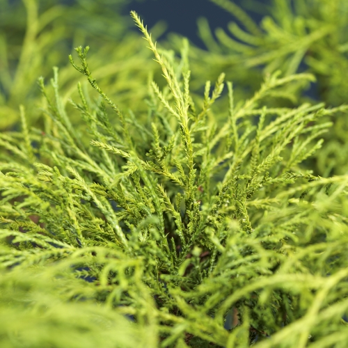 Trådcypress 'Filifera Nana'