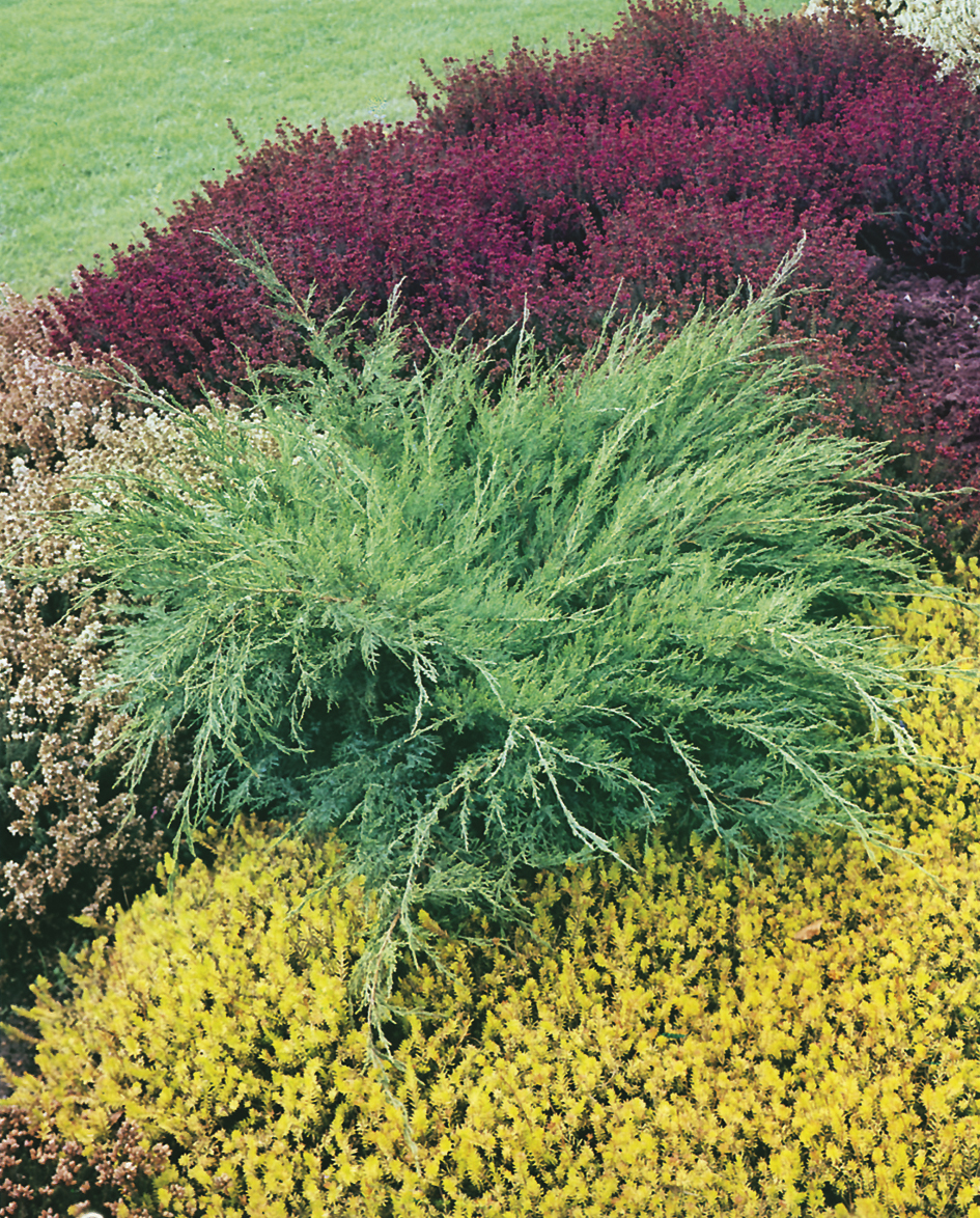 Juniperus x pfitzeriana 'Mint Julep' 25-30cm 17cm