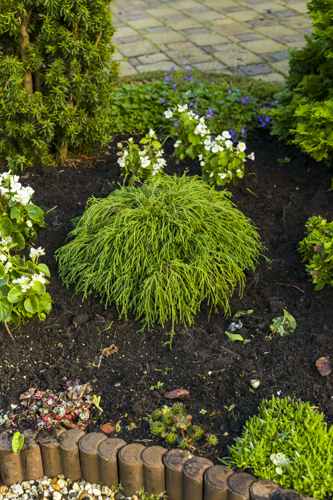 Trådcypress 'Filifera Nana'