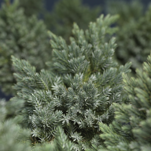 Juniperus squamata 'Blue Star' 15-20cm 17cm