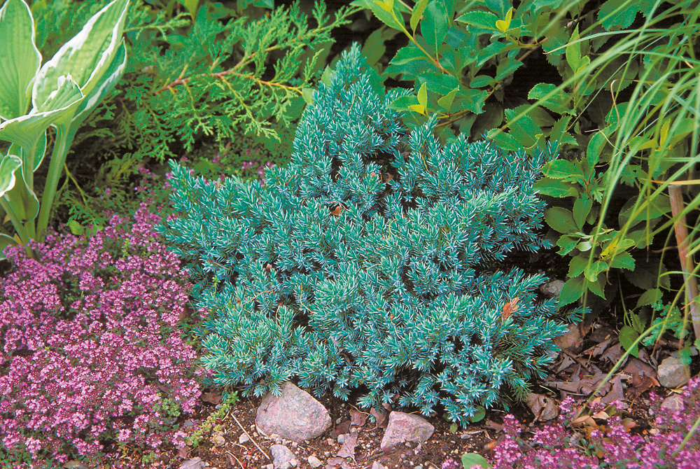 Juniperus squamata 'Blue Star' 15-20cm 17cm