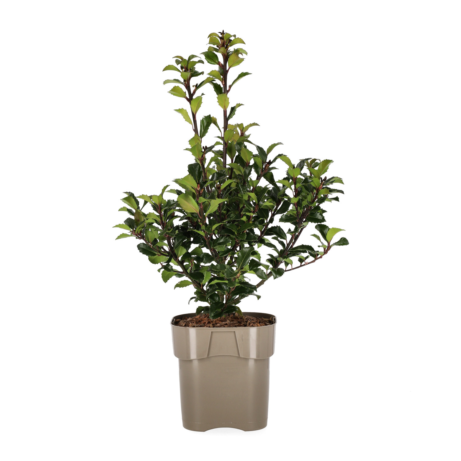 Blå järnek 'Heckenstar'