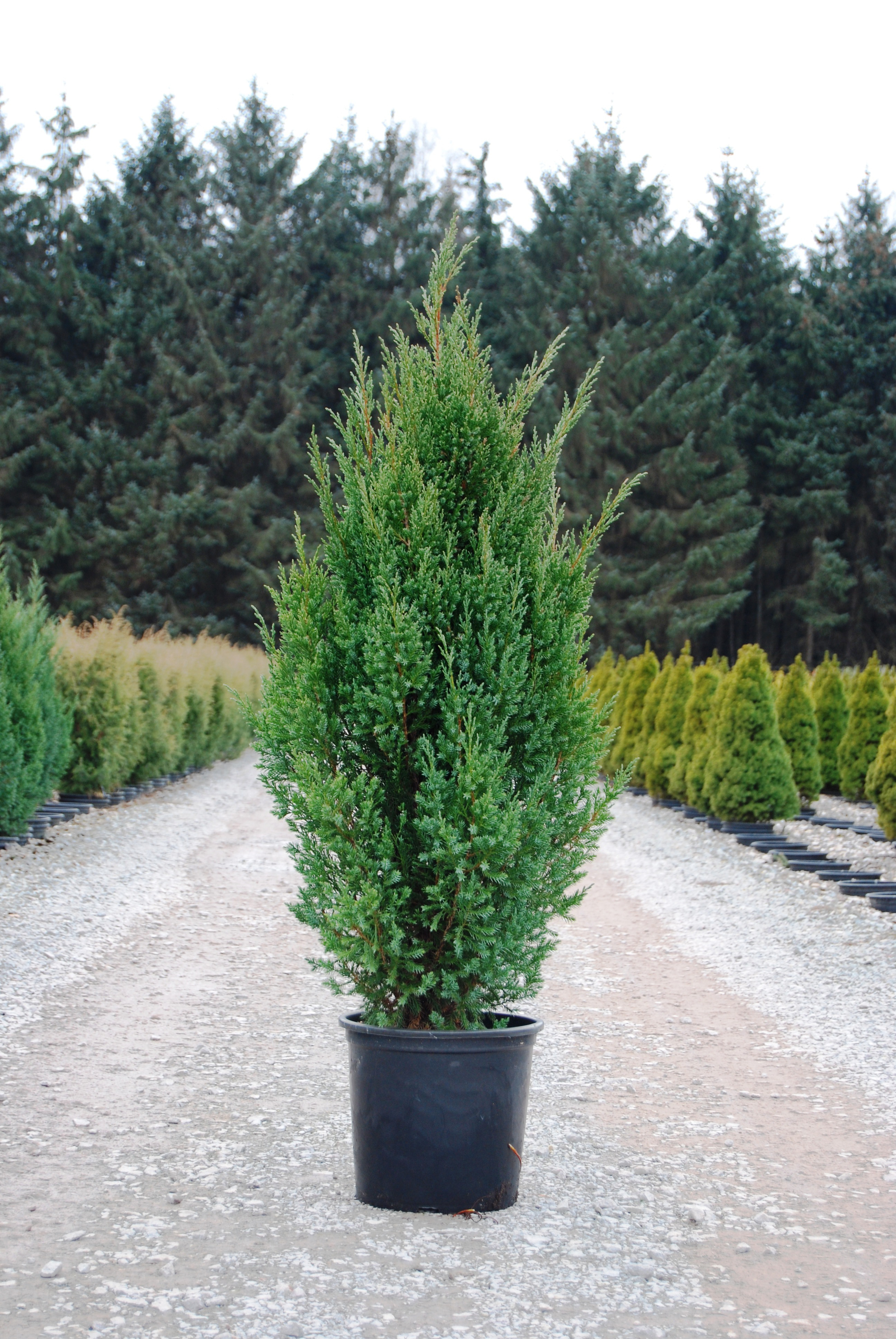 Juniperus chinensis 'Stricta' 20-25cm 17cm