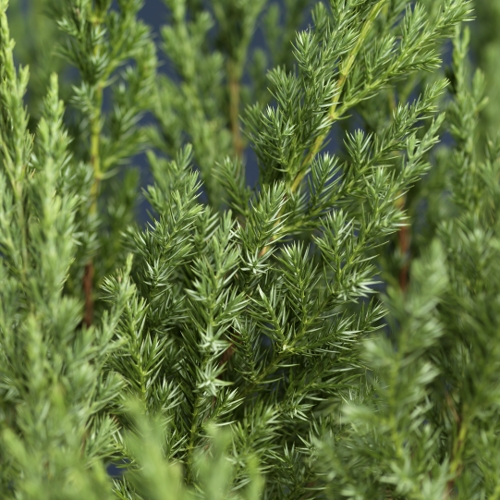 Juniperus chinensis 'Stricta' 20-25cm 17cm