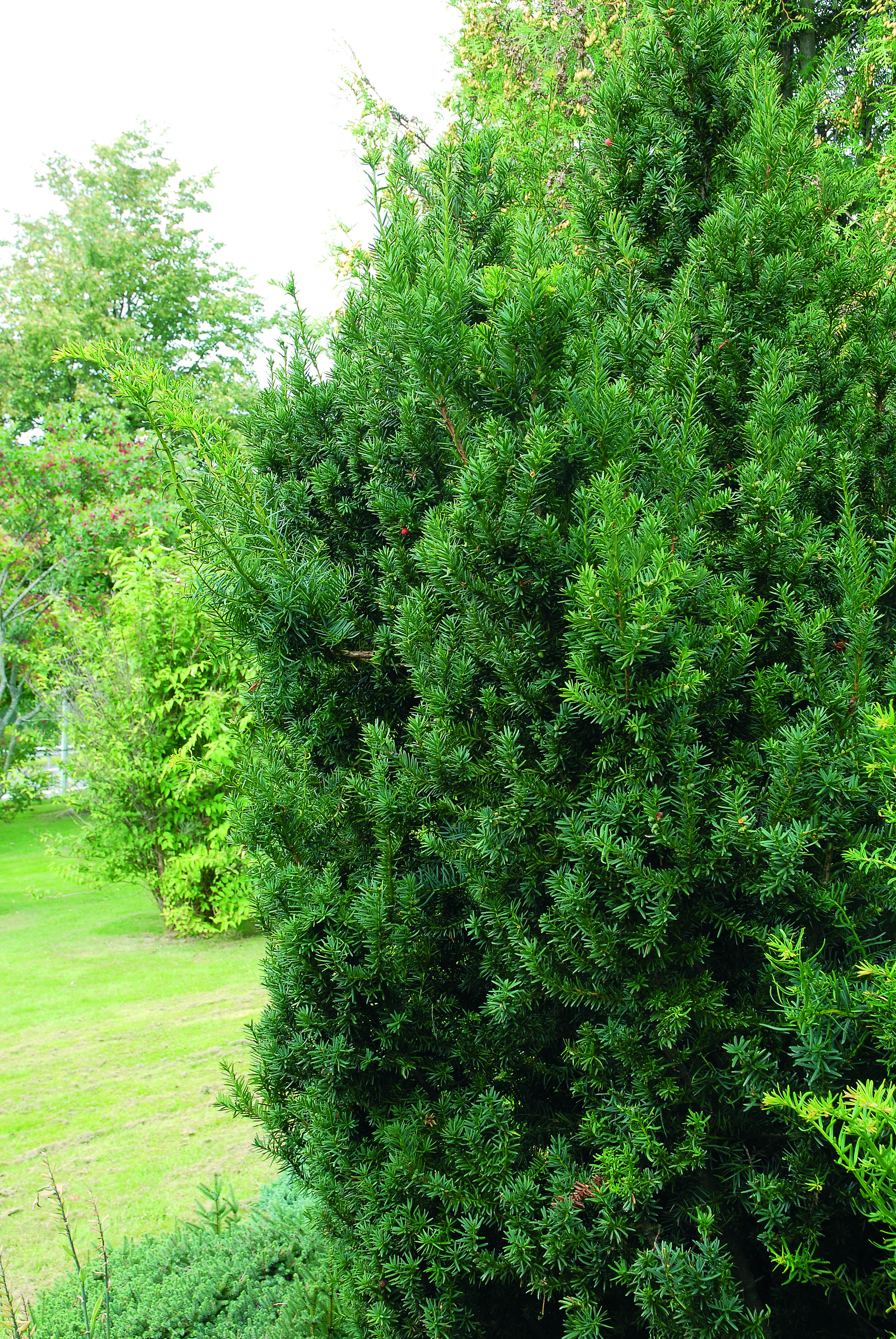 Hybrididegran 'Hillii'