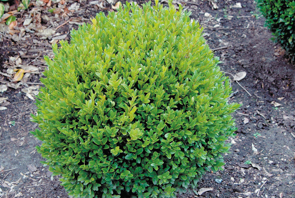 Buxus sempervirens ball 40cm D 10L