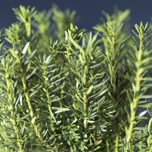 Hybrididegran 'Hillii'