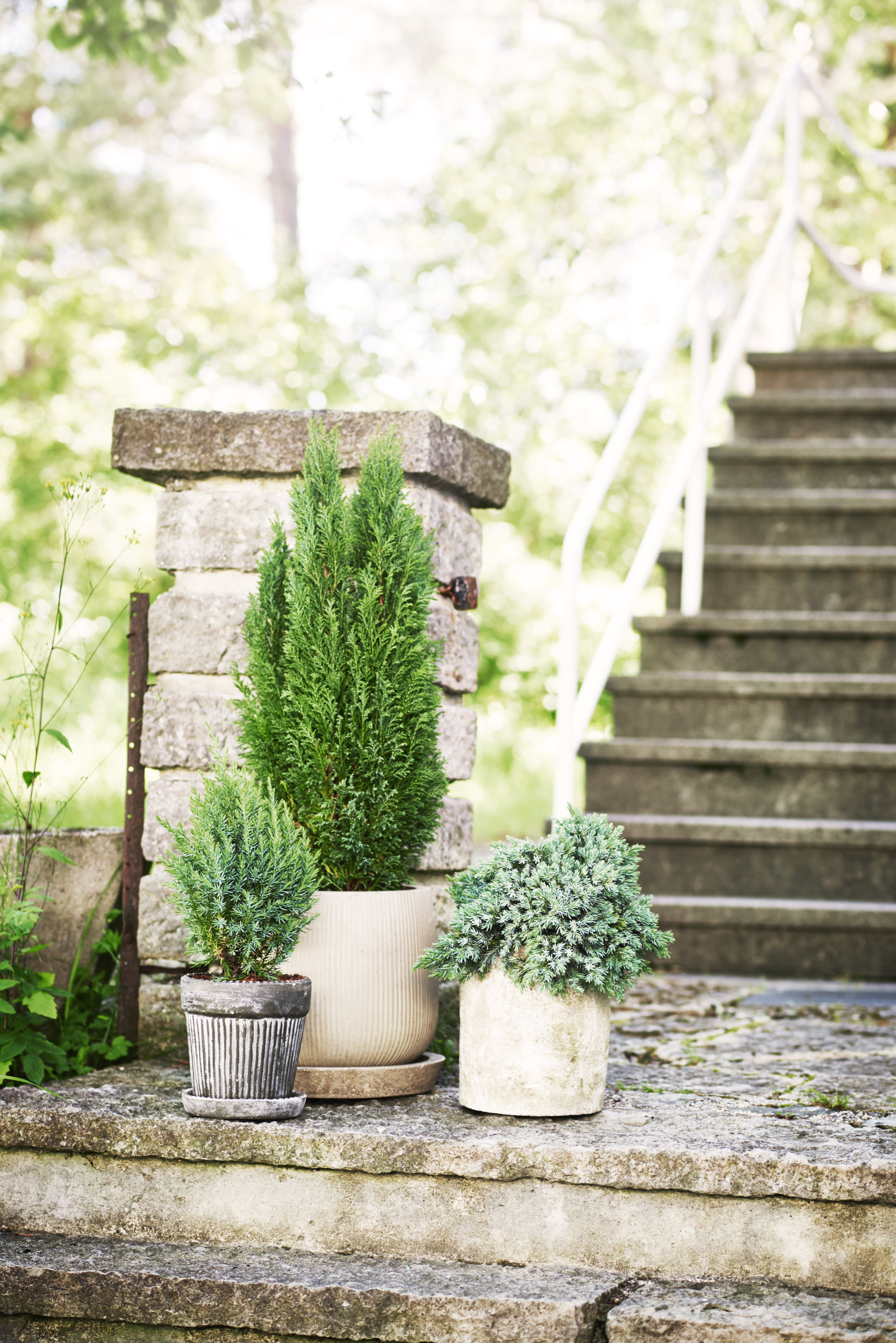 Juniperus chinensis 'Stricta' 20-25cm 17cm