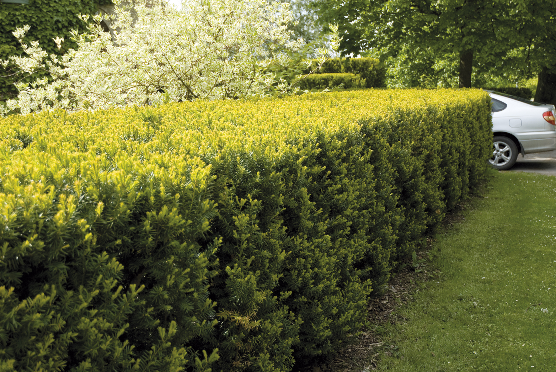 Hybrididegran 'Hillii'