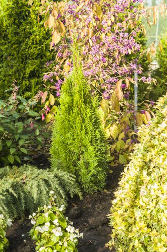 Thuja occidentalis Golden Smaragd 25-30cm 17cm