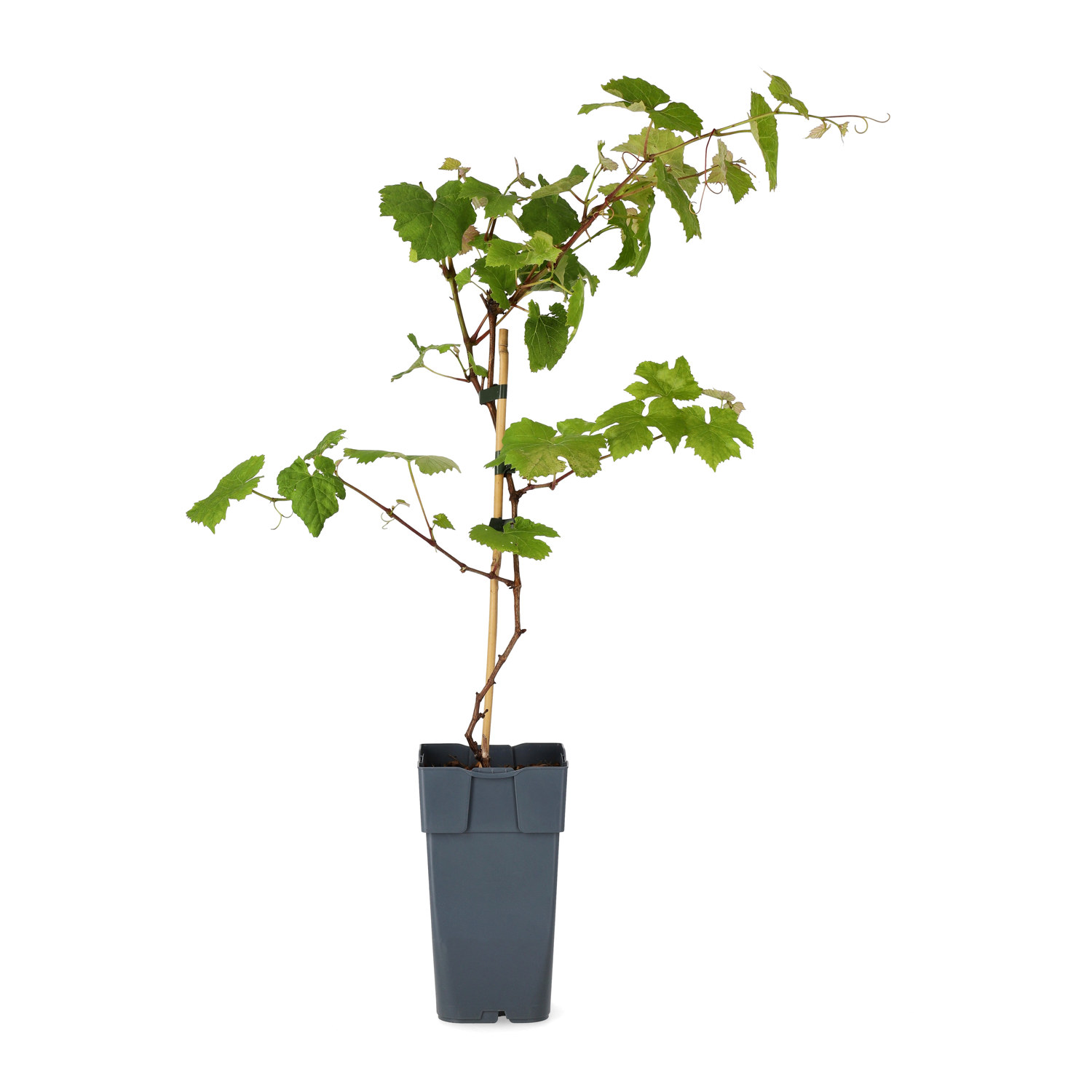 Labruskavin 'Spulga'