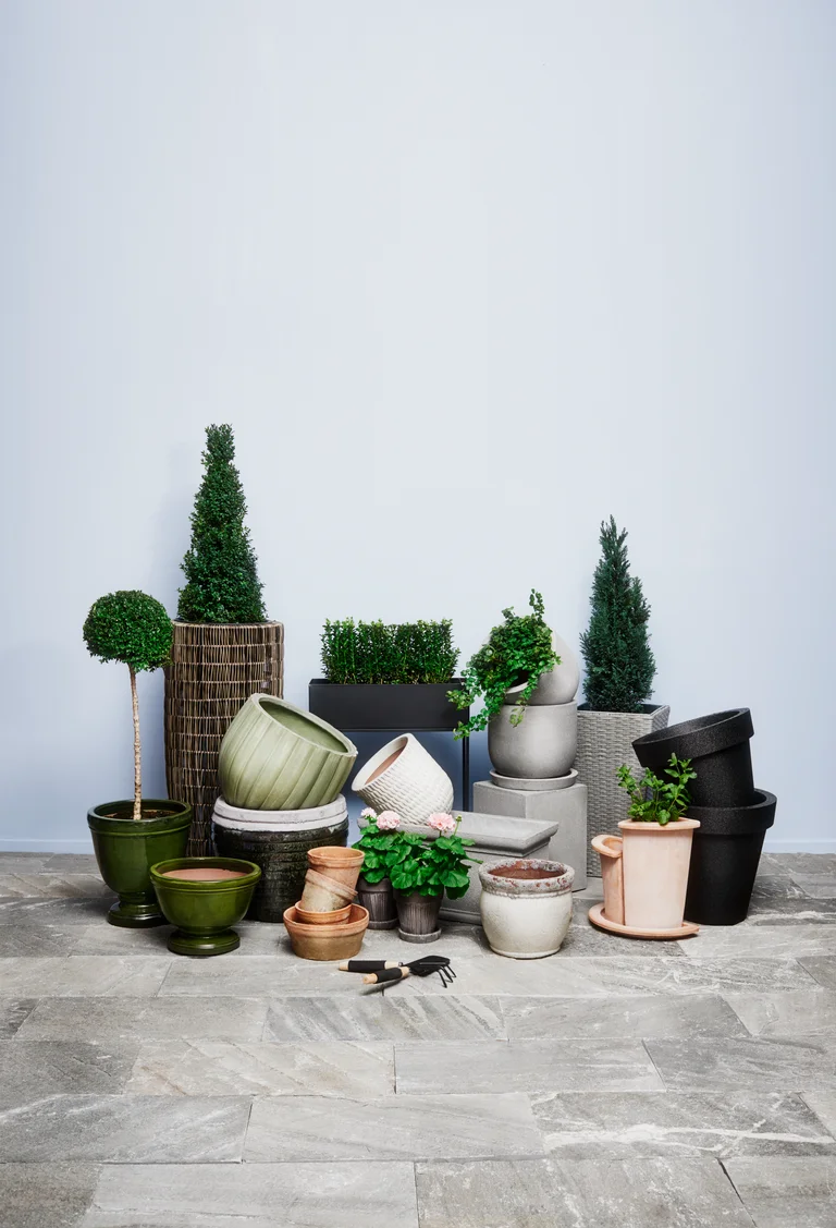 Buxbom Arborescens, Uppstammad