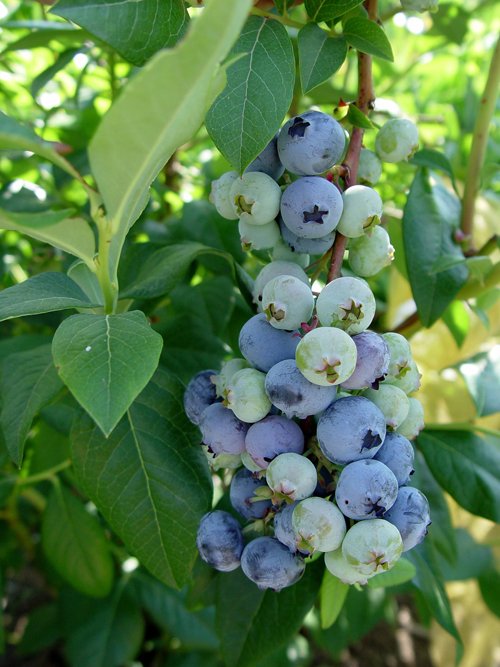 Amerikanskt blåbär 'Patriot'