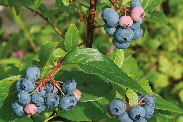 Amerikanskt Blåbär Bluecrop