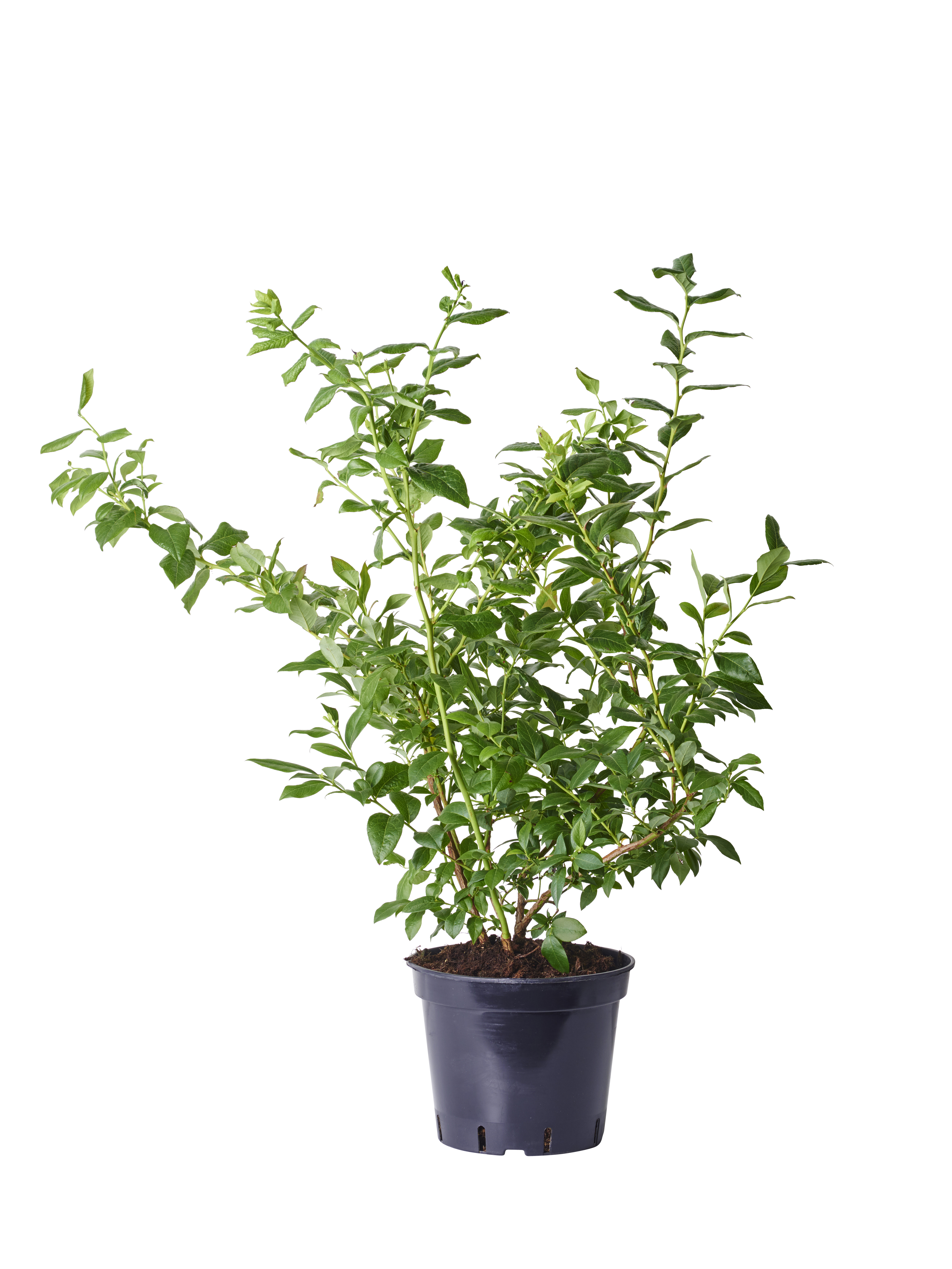 Amerikanskt blåbär 'Bluecrop'