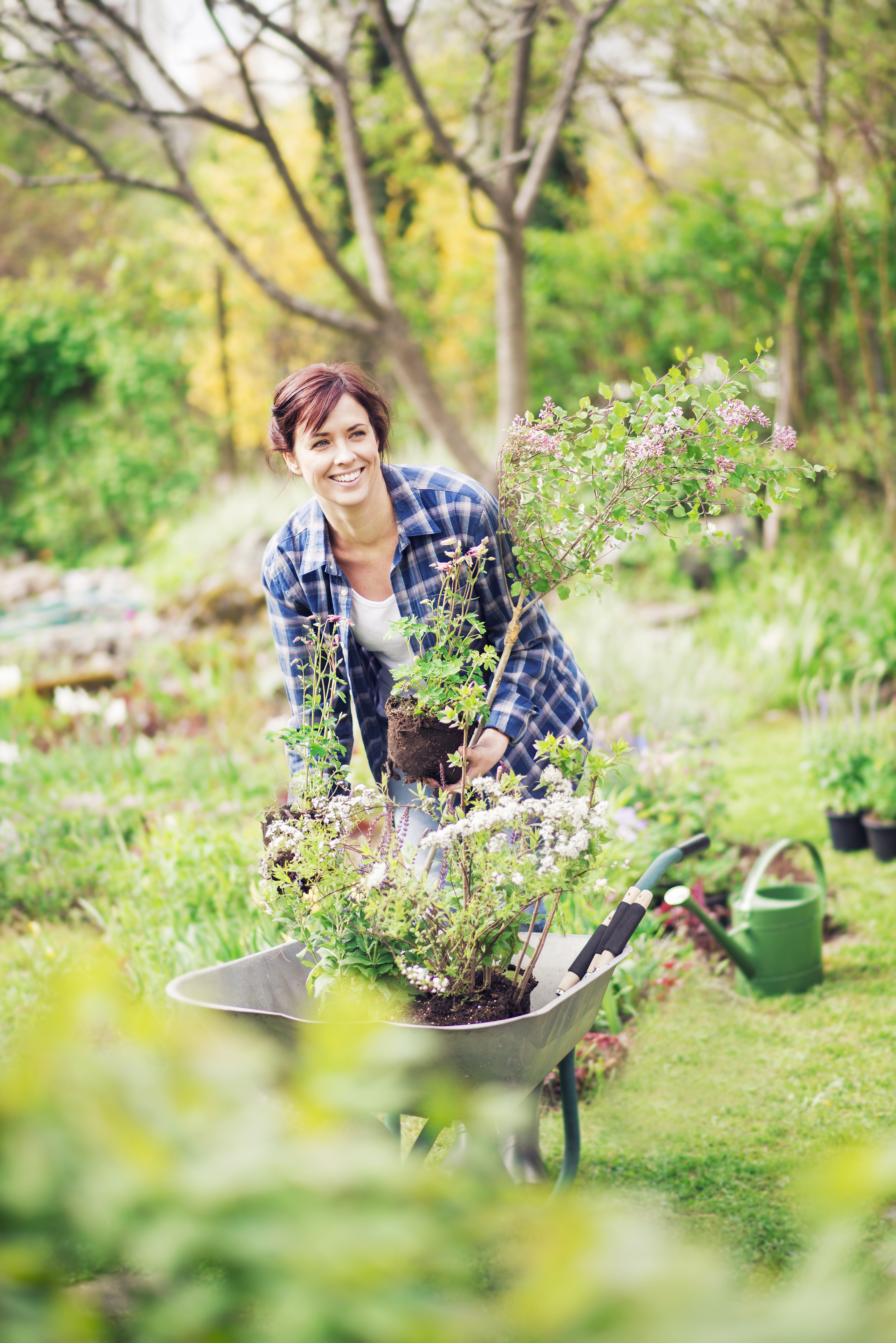 Syringa meyeri 'Palibin' stem 80 cm 23cm