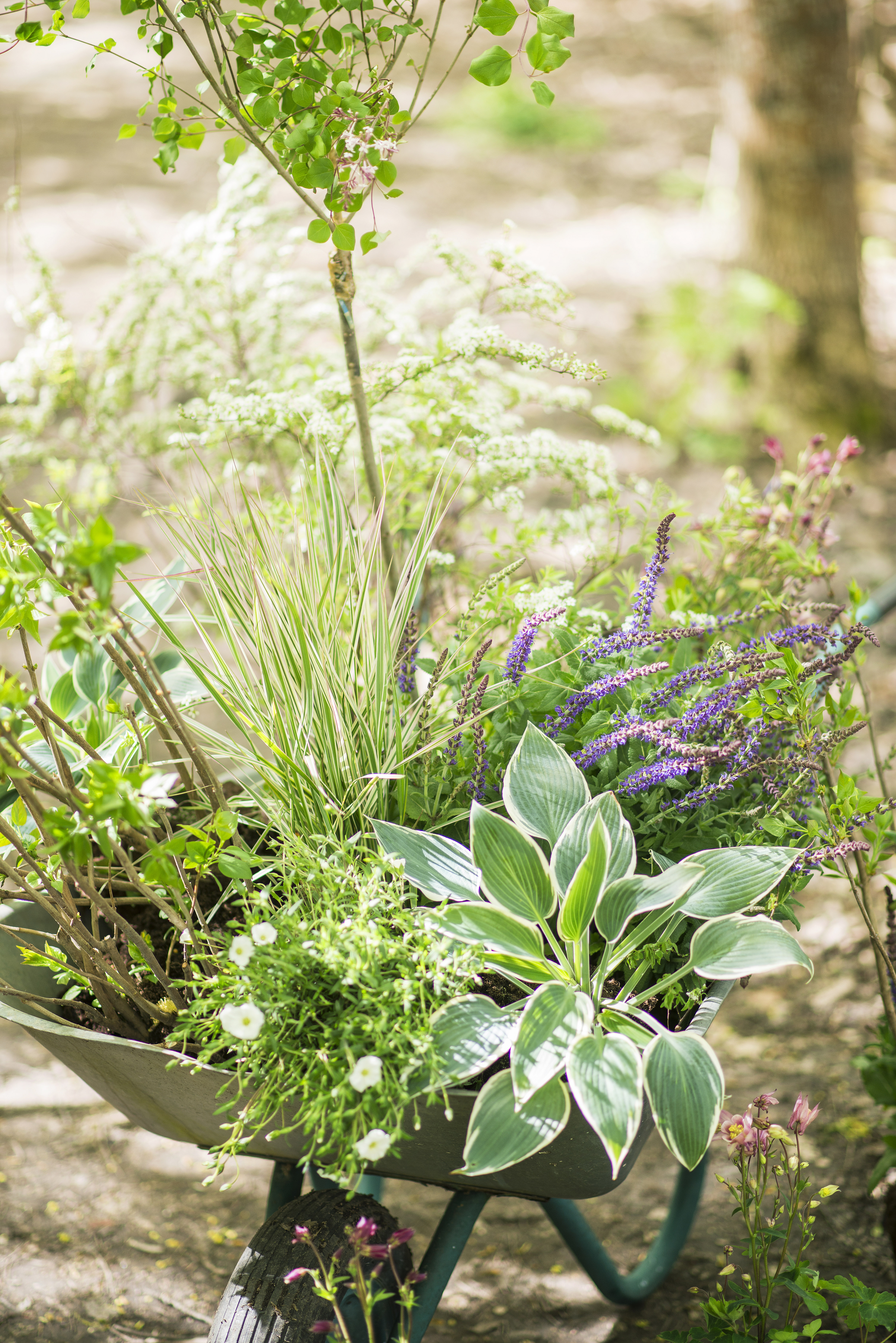 Syringa meyeri 'Palibin' stem 80 cm 23cm