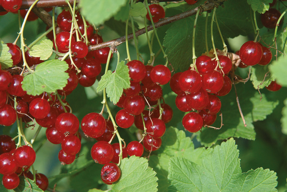 Rips Rød 'Jonkheer van Tets' oppstammet