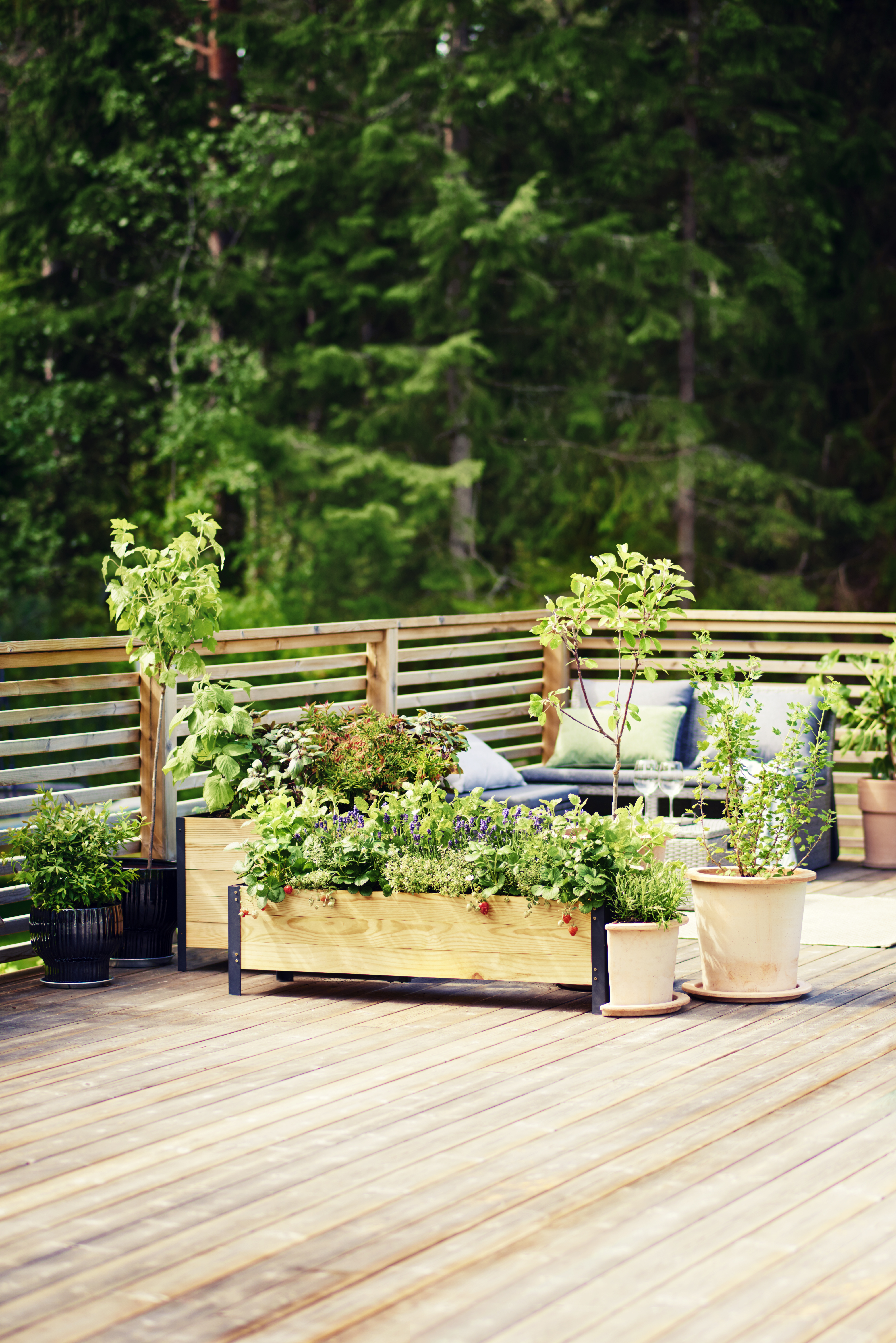 Rips Rød 'Jonkheer van Tets' oppstammet