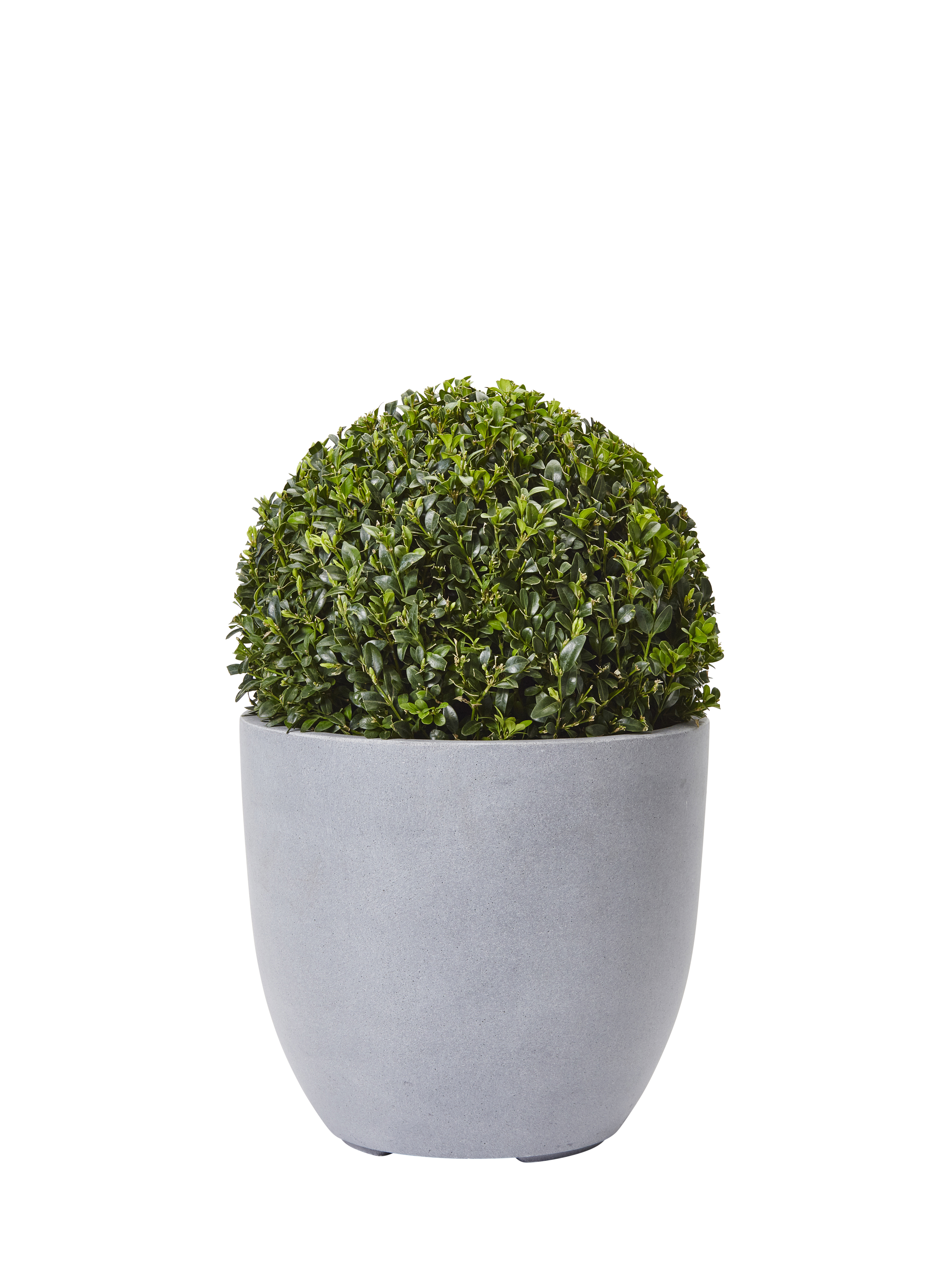 Buxus sempervirens ball 30cm D 4L