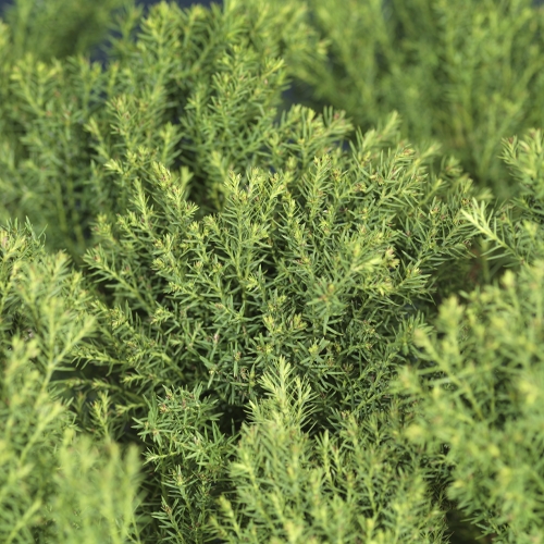 Thuja occidentalis 'Teddy' 15-20cm 17cm