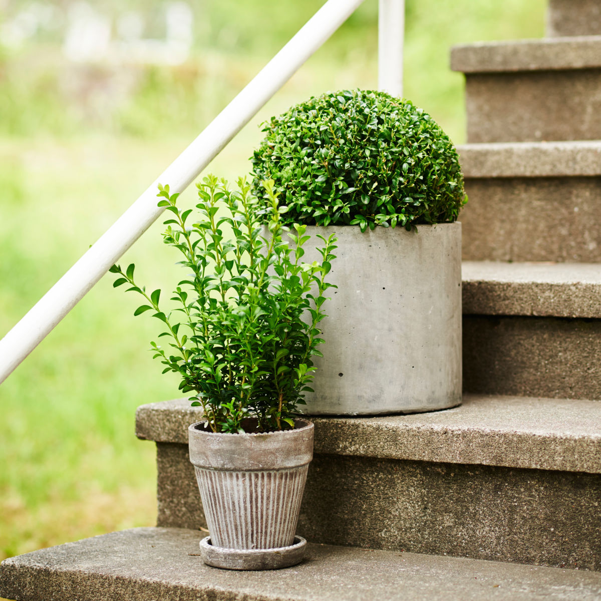 Buxus sempervirens bush 20-25cm 13cm