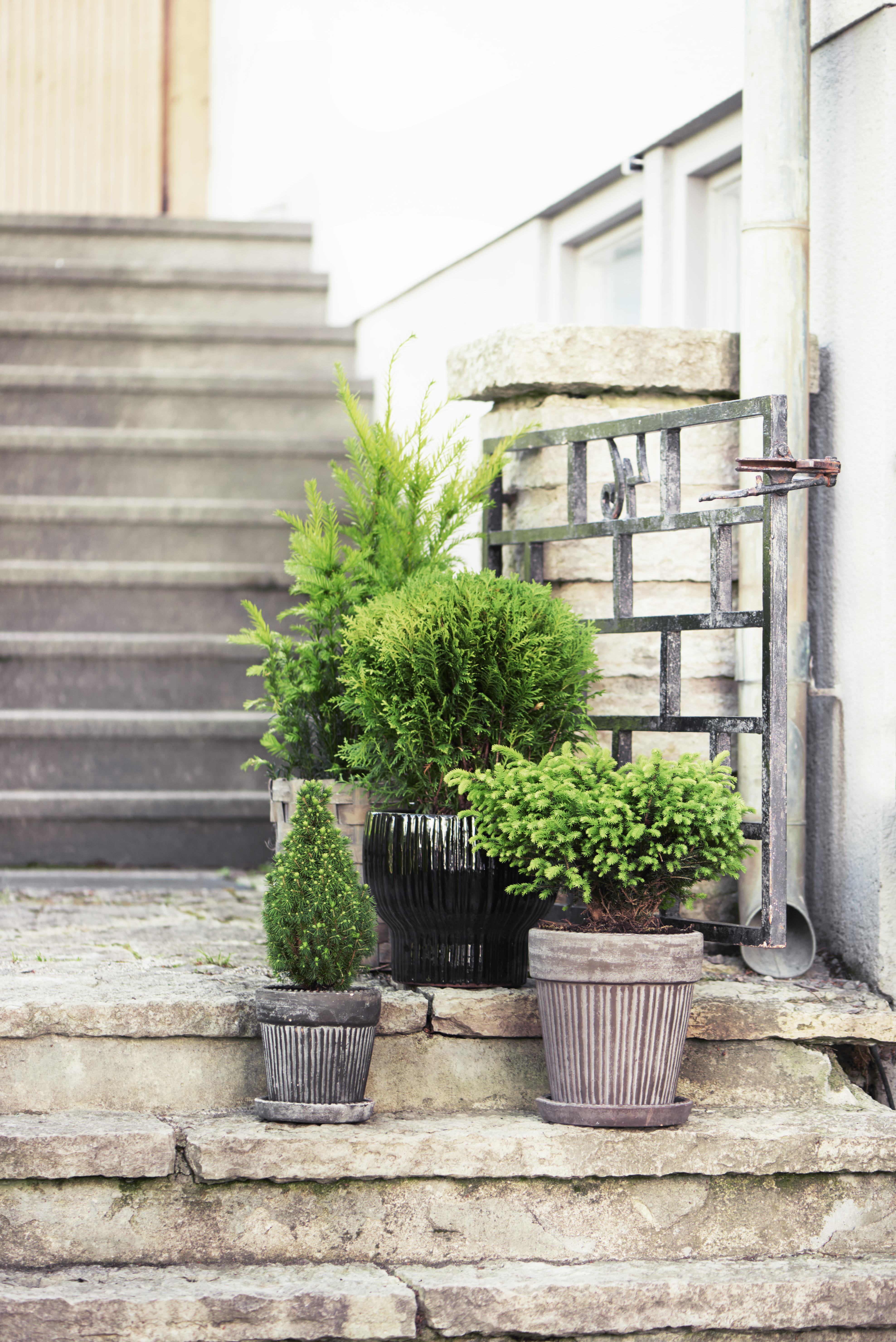 Thuja occidentalis 'Teddy' 15-20cm 17cm
