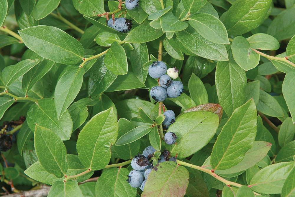 Hageblåbær 'Polaris'