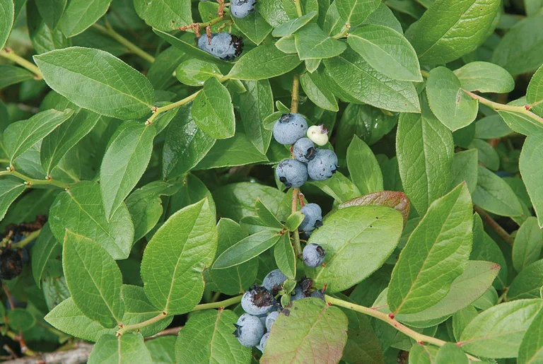 Hybridblåbär Polaris