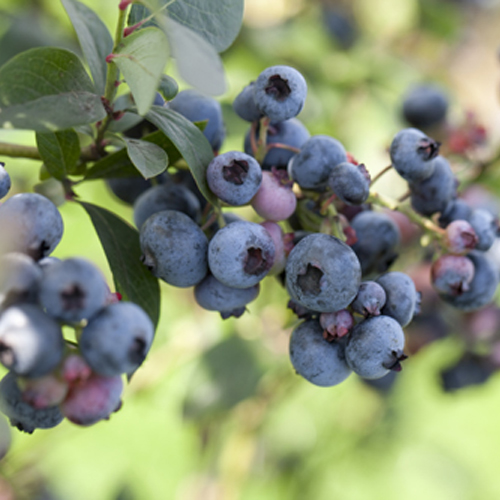 Hageblåbær 'Polaris'
