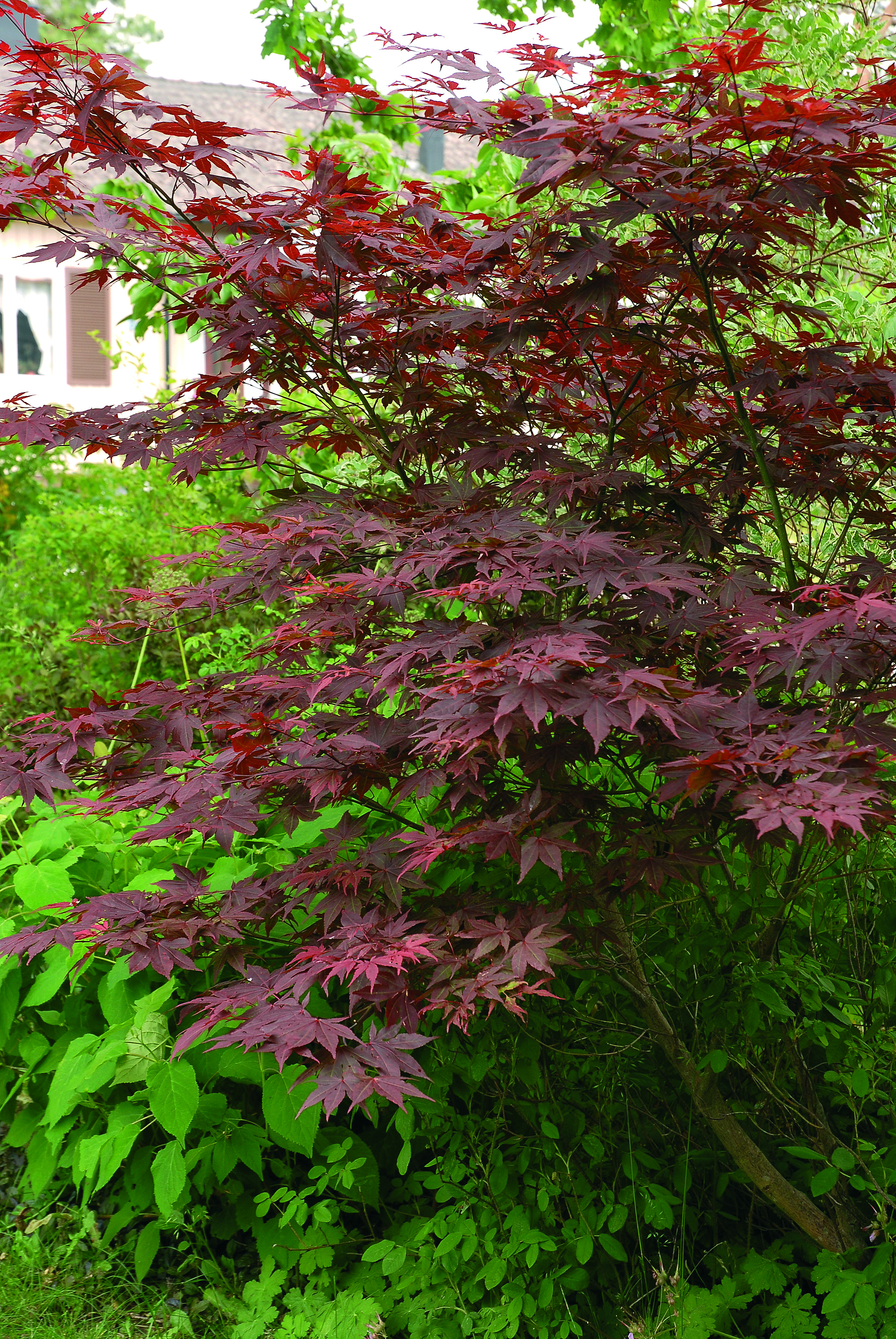 Acer palmatum 'Atropurpureum' 40cm+ 19cm