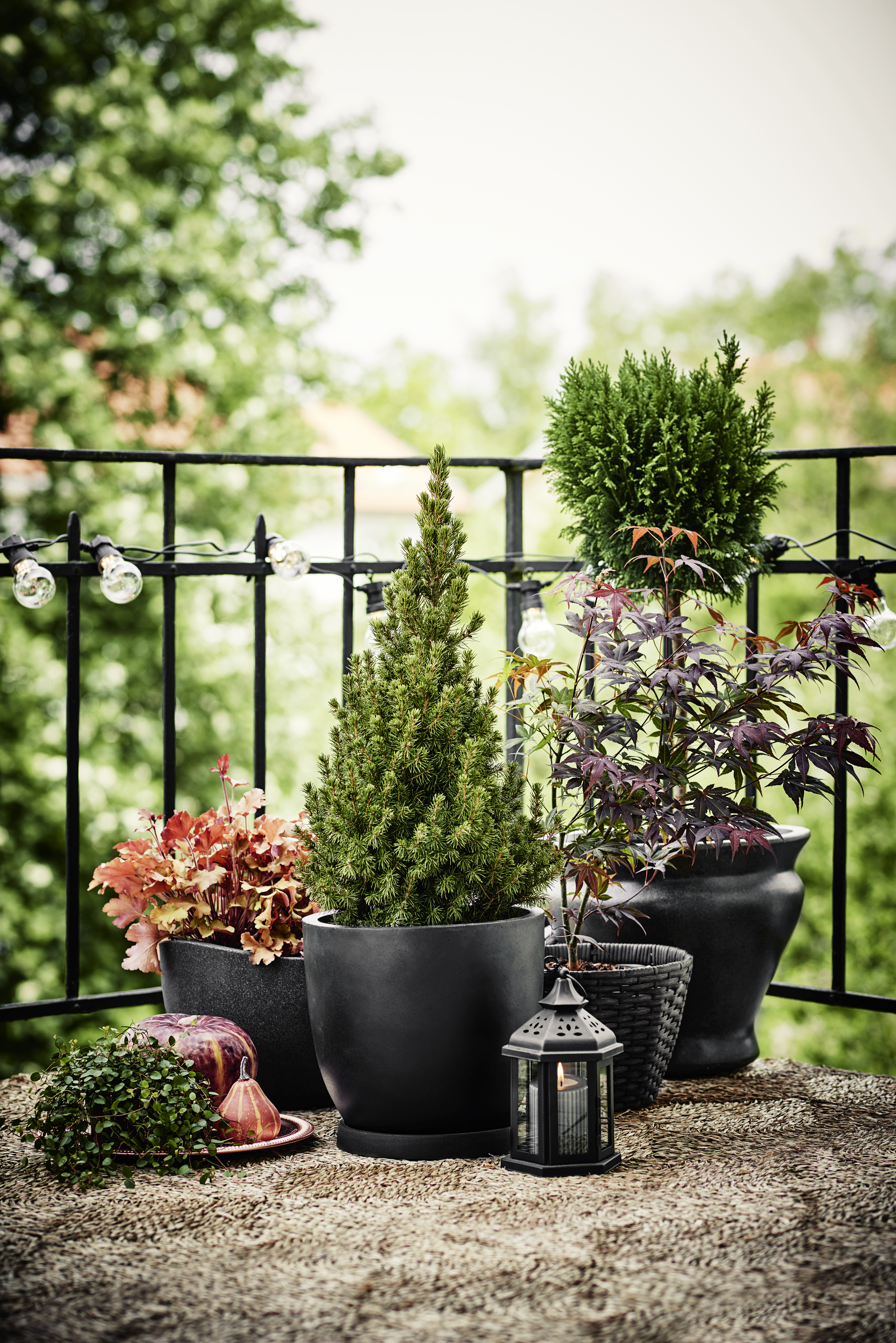 Acer palmatum 'Atropurpureum' 40cm+ 19cm