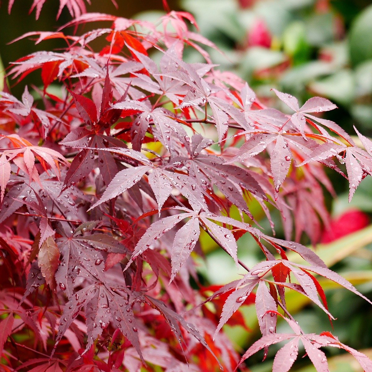 Acer palmatum 'Atropurpureum' 40cm+ 19cm