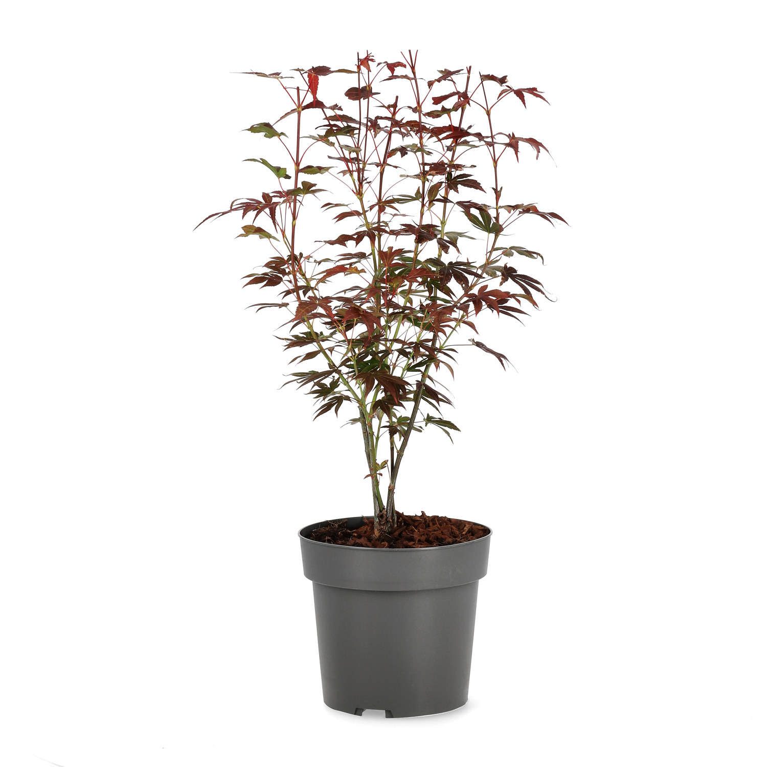 Acer palmatum 'Atropurpureum' 40cm+ 19cm