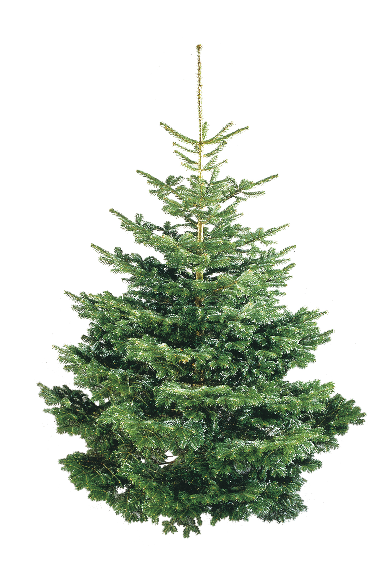 Edelgran Excellent 190-220 cm