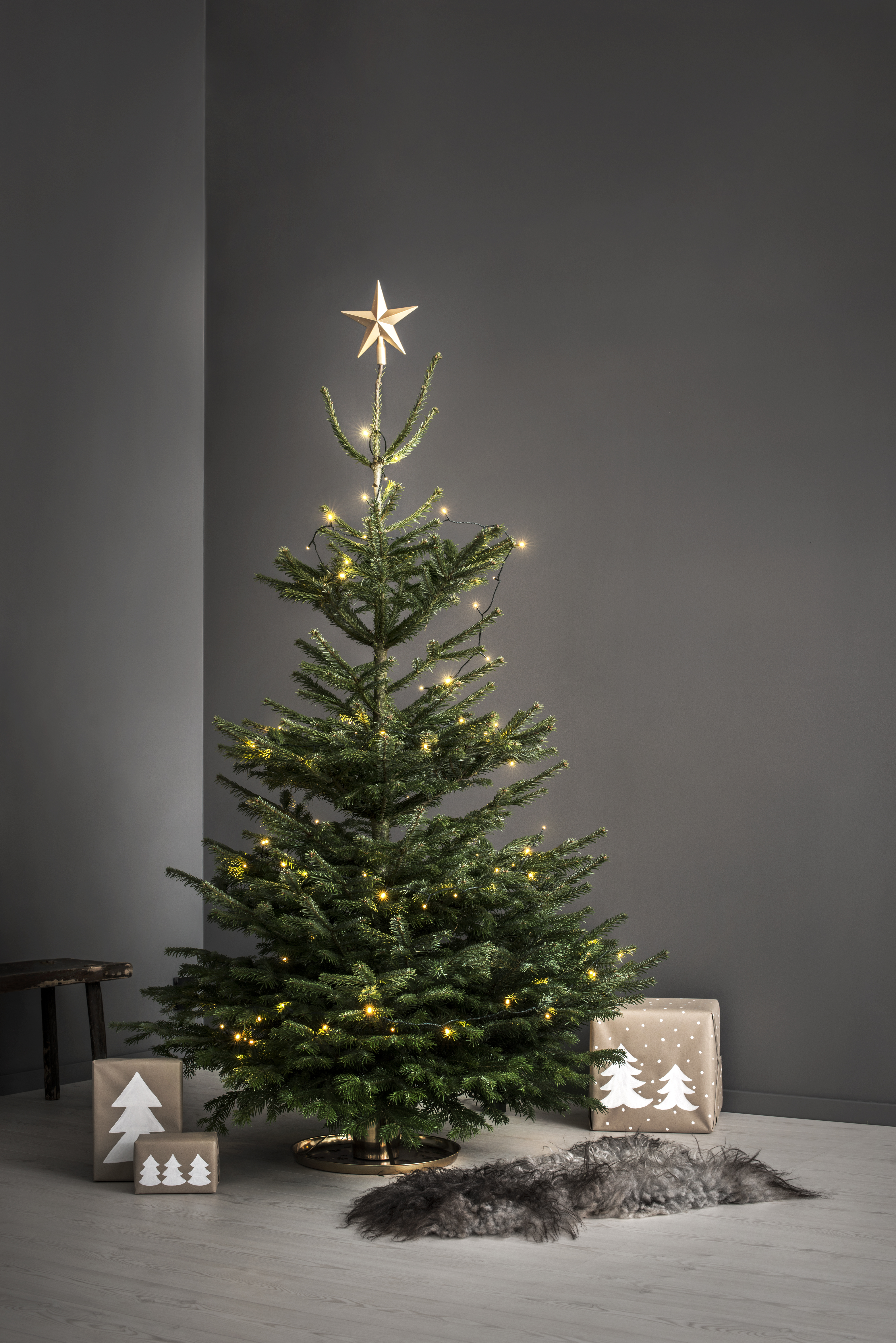 Abies Nordmanniana 170-220 cm